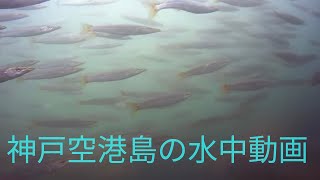 神戸空港島水中映像！ジグサビキで、アジ、サバ、カマスを釣ろう❗