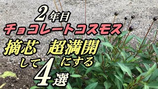 【花】2年目チョコレートコスモスの育て方・摘芯