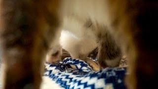 猫のふみふみ【股下アングル】