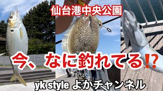 仙台港中央公園 今、なに釣れてる⁉️ エギでイカ サビキでサバ 時々イワシ 週末みんなで仙台港に行こう💨 仙台港よかチャンネル