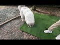 いただいた人工芝をとっても気に入ったベルです　great pyrenees　グレートピレニーズ