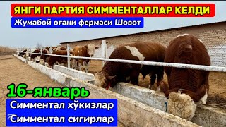 ЯНГИ ПАРТИЯ СИММЕНТАЛЛАР КЕЛДИ Жумабой оғани фермаси Шовот  16-января 2025 г.