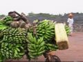 Wooden scooters in eastern Congo