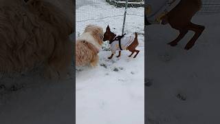 雪の中でも元気な犬達