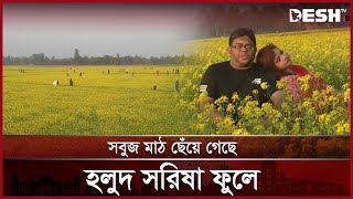 গাইবান্ধায় মাঠ জুড়ে সরিষার হলুদের সমারোহ | GAIBANDHA SHORISHA | News | Desh TV