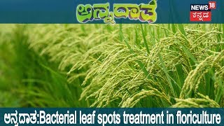 ಅನ್ನದಾತ | How To Get Rid Of Bacterial Leaf Spots | Aug 13, 2018