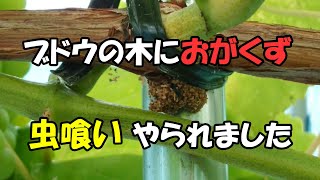 ぶどうの木におがくずが【ブドウスカシバ？コウモリガ？】 ヒムロットが虫害を受けてました