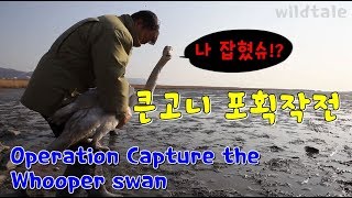 큰고니 포획 작전 (Operation Capture the Whooper swan ), 큰고니에게 추적장치를 달아야 한다.