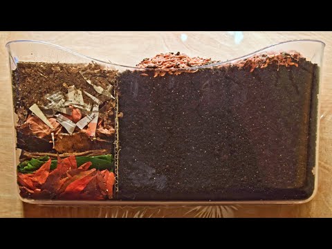 Red Wiggler Worms Horizontal Migration Time-Lapse Days 0-35 FULL – vermicomposting