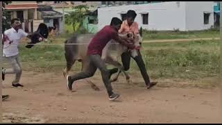 Furious Jallikattu Race Bull Running 💥🥵