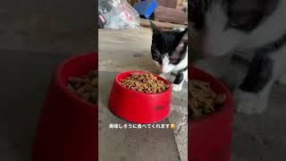 #猫　#ご飯