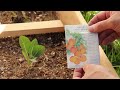 how to select and plant seeds