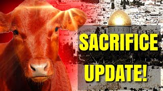 Red Heifer Sacrifice Update - Are The red heifers Ready?