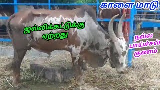 பாய்ச்சல் குணம் வாய்ந்த பர்கூர் காளை மாடு விற்பனைக்கு | ஜல்லிக்கட்டுக்கு ஏற்ற அருமையான மாடு