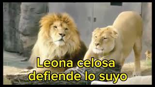 Leona celosa defiende lo suyo