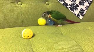 ボールが飛んで唖然とするウロコインコ♪茶芽さん GreenCheekConure