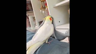 Adorable Cockatiel Milo's Cute Singing Moments #cockatielscraze #birdsinging #cutepets