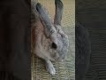 みんちゃまがひたすら葛の葉っぱを食す動画