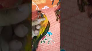 Smart Sunconure lying on back. #shorts #Paik and Birds