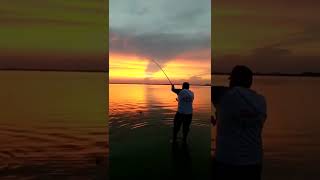 Amazing fishing | Catching Catfish & Giant Snakehead | Skills Fishing Exciting #Shorts | Ep 518