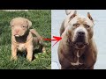 😎I'm a Big Kid Now Cute Baby Animals to Adult 😎 Dogs Glow Up Compilation Part  #shorts