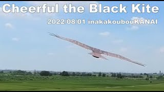 鳥のように飛びたい　Cheerful the Black Kite 　トンビの飛行