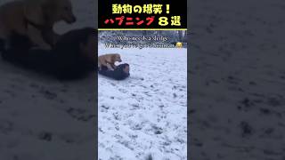 SNSで5.6億回バズった動物ハプニング動画8選！8Animal Happenings Videos That Got 560 Million Buzz on SNS!#shorts #犬#猫#動物