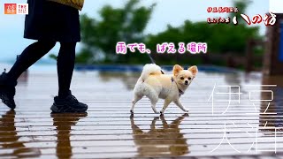 【犬泊】伊豆の八の坊から30分圏内、雨okの伊豆の国、沼津！の観光地へ愛犬とお出かけ