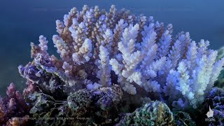 Coral Bleaching Timelapse | Advanced Underwater Cinematography