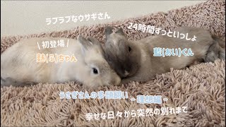 ラブラブなウサギさん【多頭飼い - 理想編 - 】