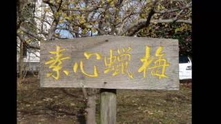 忠生公園のロウバイ （カラオケ：♪橋♪）