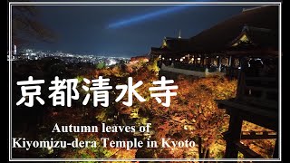 4K【バツイチ50代 2泊3日京都ひとり旅2日目】清水寺の幻想的な紅葉ライトアップ/Fantastic autumn leaves of Kiyomizu-dera Temple in Kyoto