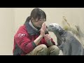 メイちゃんとキラちゃん　そろってのパフォーマンスです【鳥羽水族館】sea otter mei chan kira chan toba aquarium