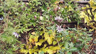 Passiflora Amethyst , late season flowers