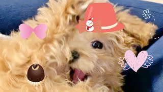 【マルプー】 🐶 テディベアドッグのモコの特等席【トイプードル×マルチーズ＝マルプー】