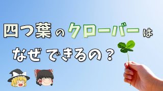 四つ葉のクローバーが生まれる理由、確率、五つ葉、六つ葉、花言葉について【ゆっくり解説】