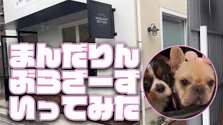 愛犬の服の定番！マンダリンブラザーズの直営店に行ってみた！#キャバリア #フレンチブルドッグ #多頭飼い #いぬ