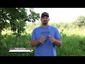 what is the ultimate food plot everything you need to know about clover deer season 24