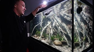 FISH ADDED TO AQUARIUM! - The king of DIY