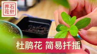 室内杜鹃花 - 施肥马上见效，也演示扦插（这个品种容易生根）evergreen azalea cutting