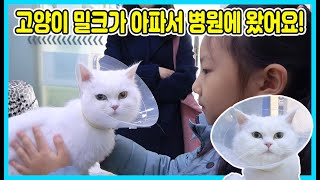 고양이 밀크가 갑자기 아파서 동물병원에 갔어요! 줄을 삼켰데요ㅠㅠ 괜찮겠죠? [사랑아놀자 LOVE\u0026TORY]