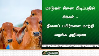 மாடுகள் சினை பிடிப்பதில் சிக்கல் - தீவனப் பயிர்களை மாற்றி வழங்க அறிவுரை | செய்தித் துளிகள்