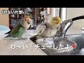 【コザクラインコの切ない片想い】全米が涙した…かどうかは知らんけど　 オカメインコ　 ゴザクラインコ