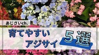 丈夫で育てやすいアジサイ紹介してます！たくさんのアジサイから選んだ品種です