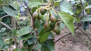 POHON Alpukat Subur hanya dengan pupuk Alami