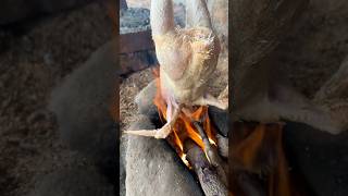 బాయిలర్ కోడిహౌటూ ఫైర్ #chicken #boiler #kodipunju #fire #chiken #flame #brand