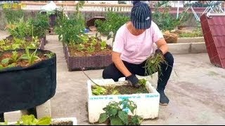 楼顶种菜：生菜移栽了，再育2种菜苗，楼顶的夏天种啥菜好呢