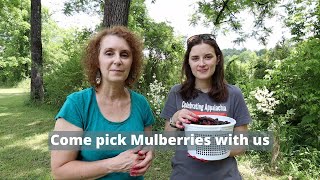 It's Mulberry Picking Time in Appalachia