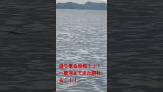 迫り来る恐怖！一度消えてまた現れる！！夏はコイツもいたんだ！！！