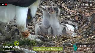 Urdaibai Águila pescadora - Albino Osprey 03.06.2021 16:57